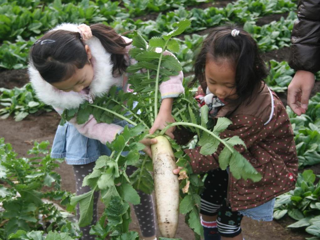 大根の引っこ抜きの様子