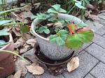 植木鉢の受け皿に溜まる水