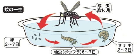 ヒトスジシマカの一生