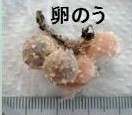 haiirogokegumoyokohama