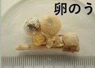 seakagokegumoyokohama