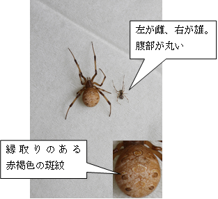 ハイイロゴケグモ背面