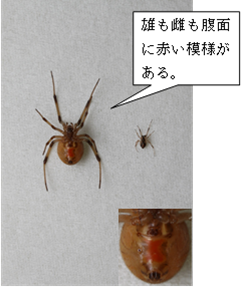 ハイイロゴケグモ腹面