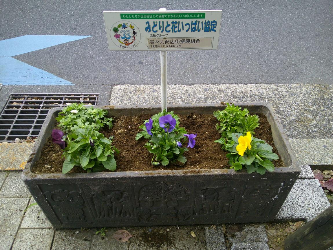 植え替えた花の様子
