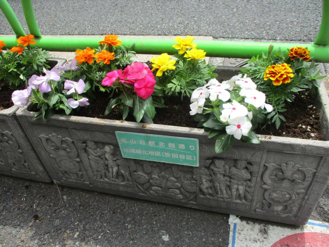 植え替えた花