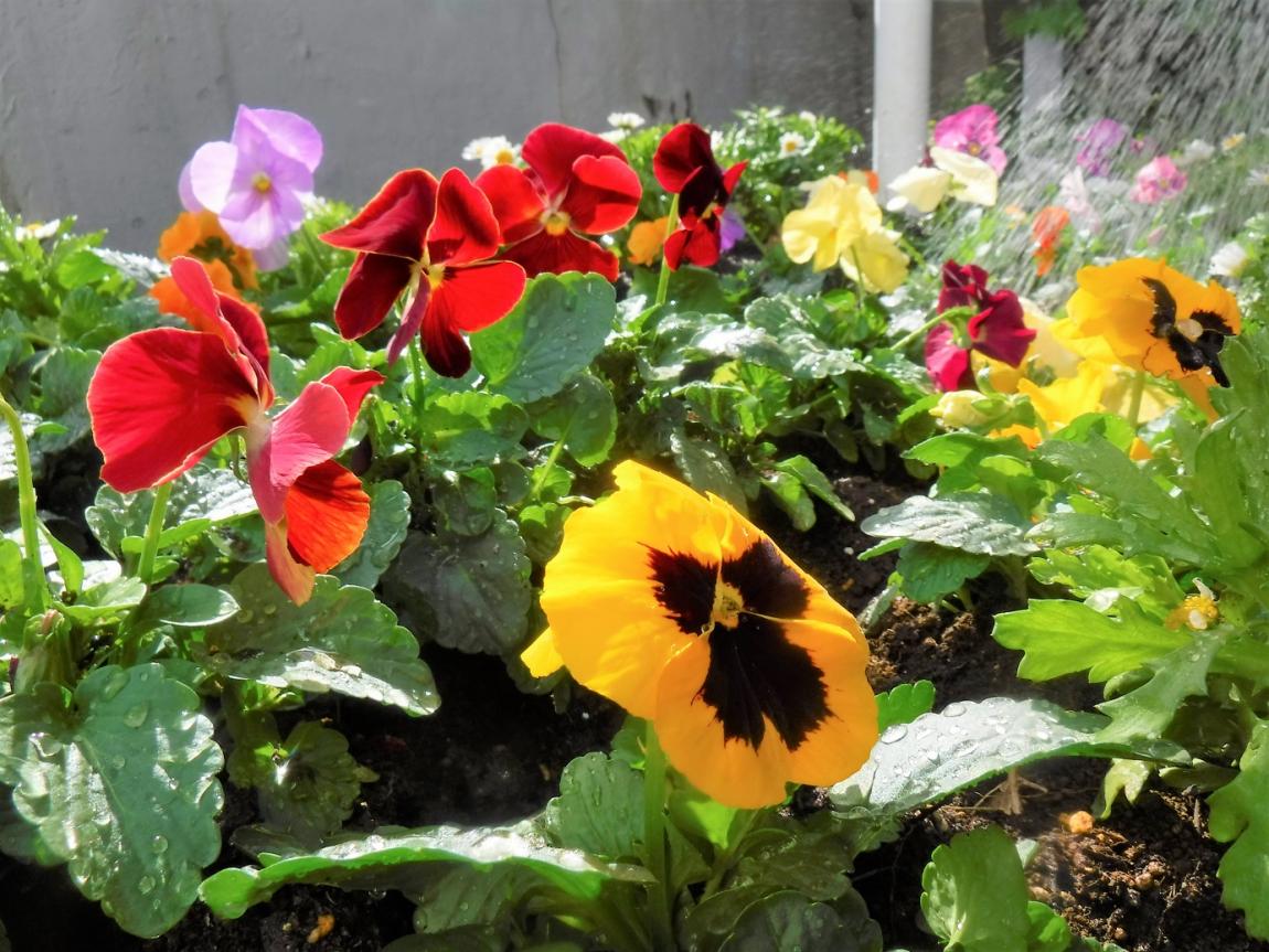 植えたお花に水をあげる様子