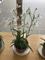 さぎ草展の写真