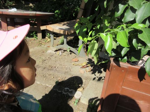 蝶のレストラン