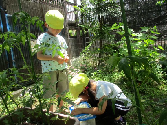 きく虫
