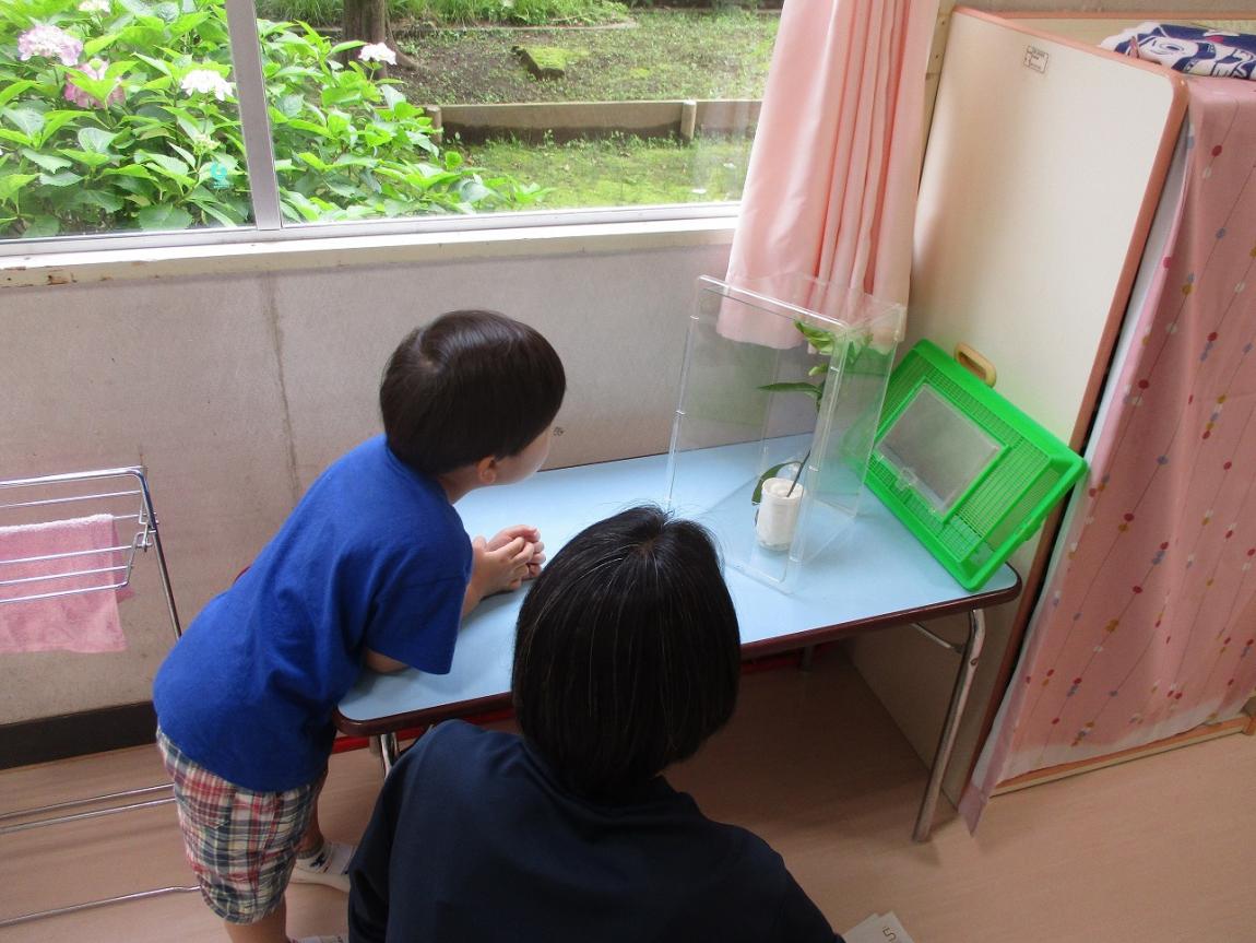 さなぎ