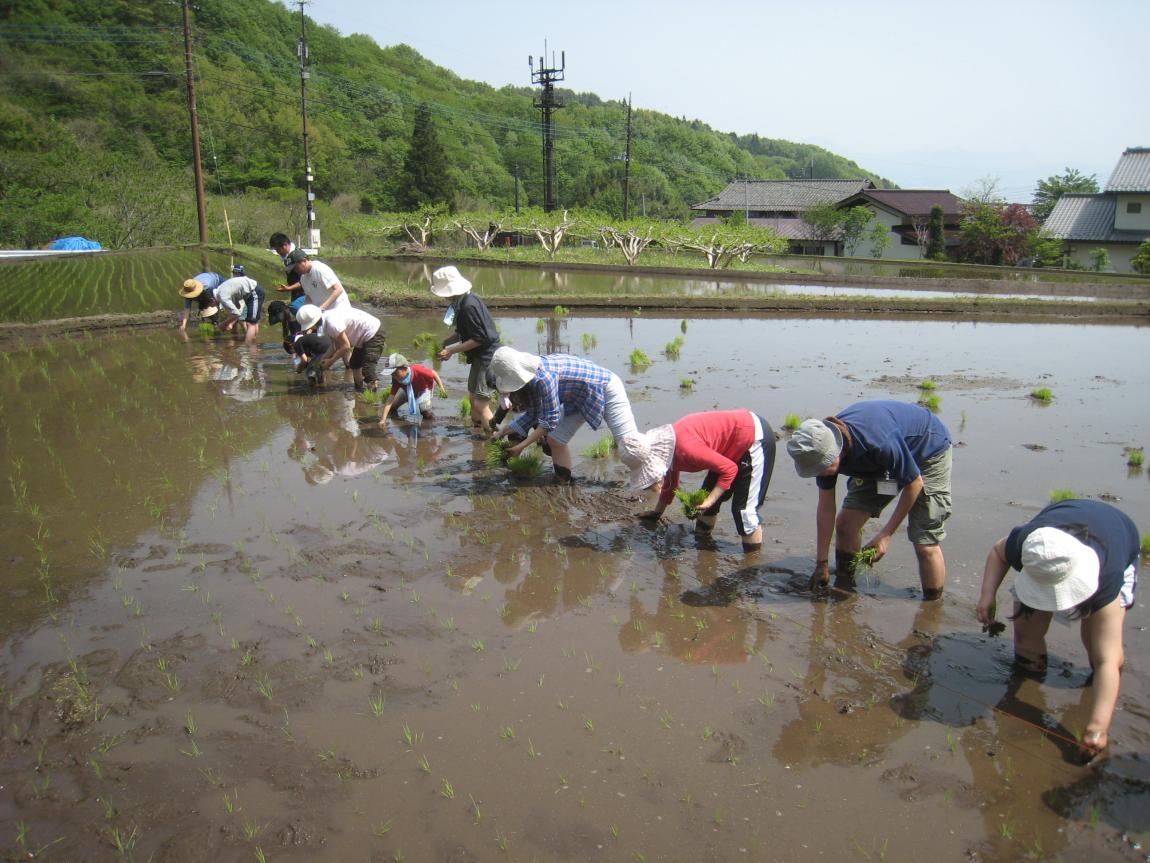田植えの様子