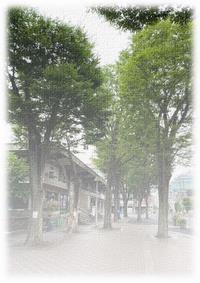 本庁舎等のケヤキ並木
