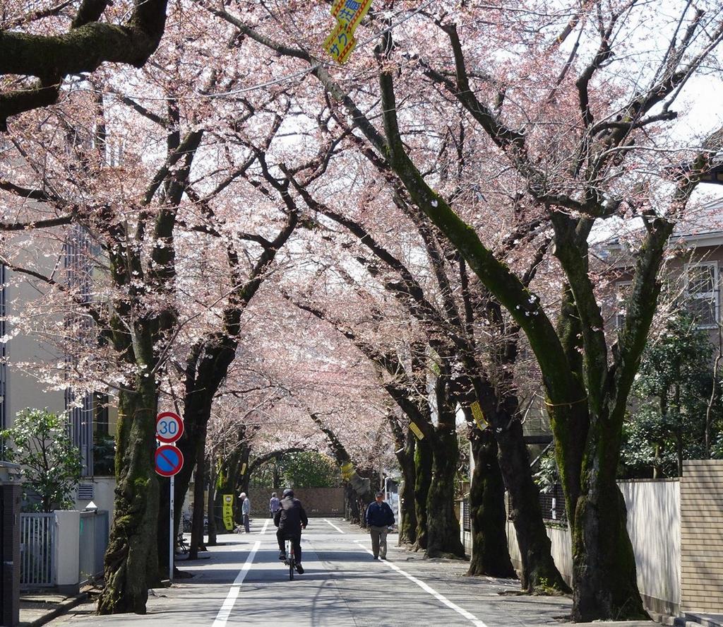 上北沢の桜並木