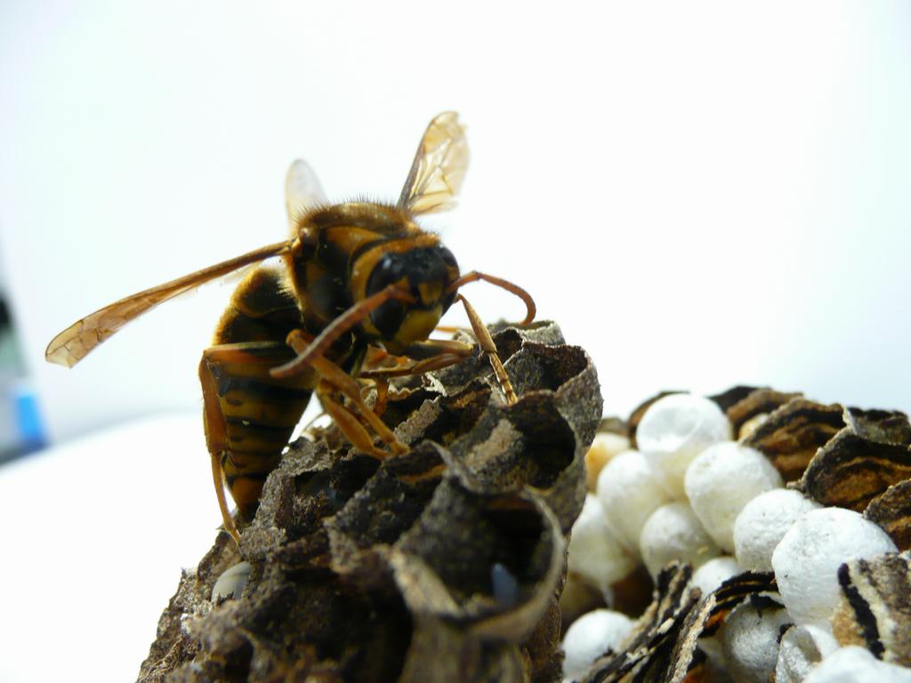ハチの種類と生態について 世田谷区ホームページ