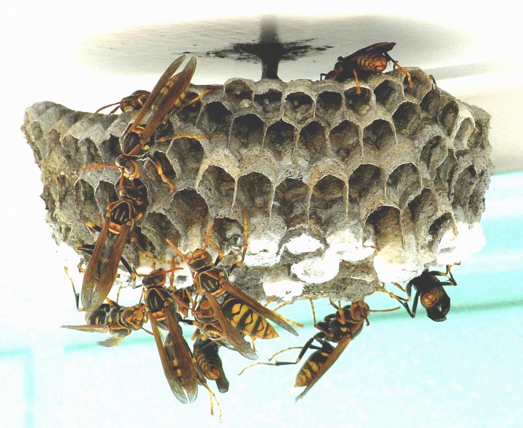 巣 アシナガバチ 益虫アシナガバチはおとなしい！巣を駆除せず共存してみました