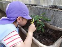 虫眼鏡でトマトの苗を観察する幼児