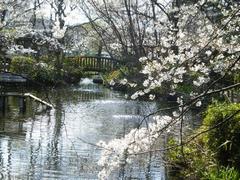 池と桜の写真
