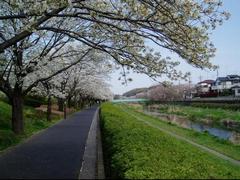 野川緑道の写真