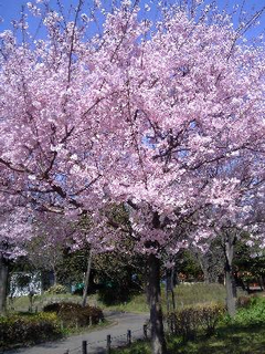 蘆花恒春園の桜の写真
