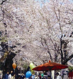 成城の桜並木といちょう並木