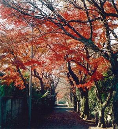 成城3丁目桜と紅葉の並木