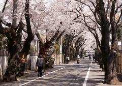 上北沢駅前の桜並木