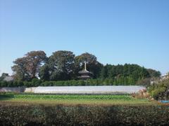 農の風景育成地区内にある慶元寺三重塔の見える風景の写真