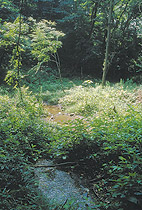 神明の森みつ池の湧水の写真