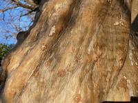 サルスベリ樹皮