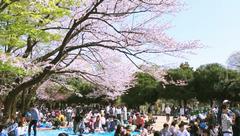 「春」の一場面　桜の様子
