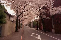 深沢八丁目の桜
