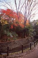 秋の等々力渓谷の写真
