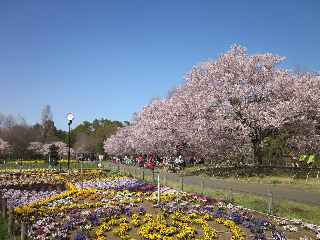 春の「花の丘」の写真